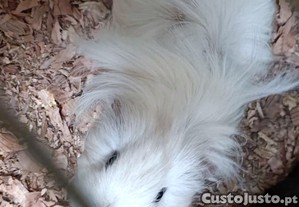 imagem_2