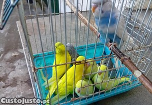 imagem_3