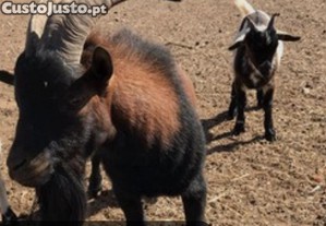 cabras anãs