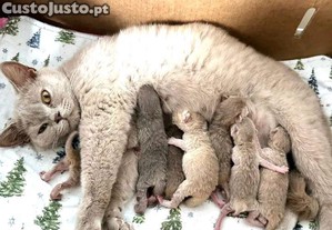 imagem_4