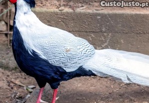 imagem_1
