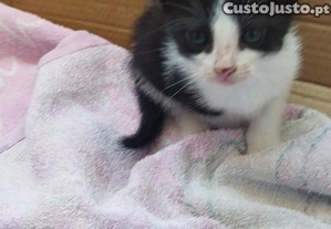 Gatinhos para adoção