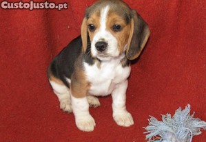 Beagle Tricolor de qualidade Superior, LOP/Pedigree/Afixo.