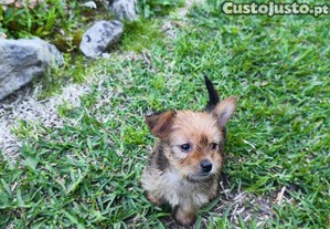 imagem_1