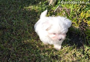 Bichon maltês criado em ambiente familiar