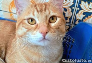 Trigulha, gato juvenil CASTRADO disponvel para adoo responsvel