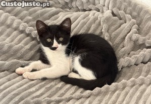 gatinhos para doar