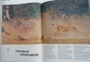 imagem_7
