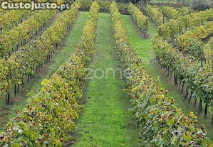 Quinta Baião, 40Min Porto, Vinha Vitis, 4 Casas...