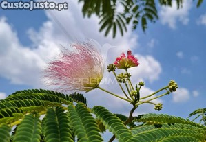 imagem_38