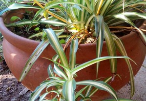 Clorofito (Chlorophytum comosum)