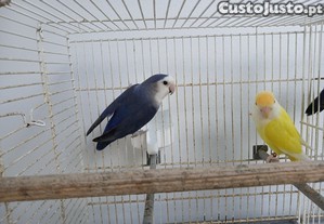 imagem_4