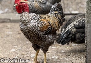 imagem_2