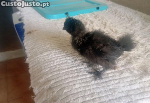 imagem_4