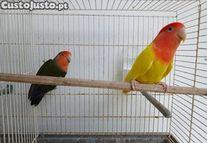imagem_5