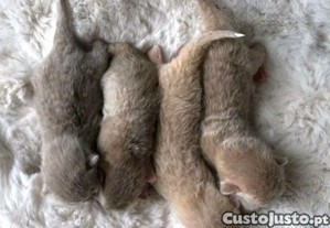 imagem_6