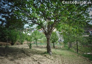 imagem_14
