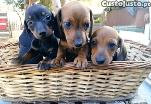 imagem_5