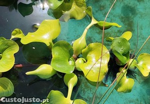 Plantas filtrantes para lago ou aqurio vend ou troc por peixes