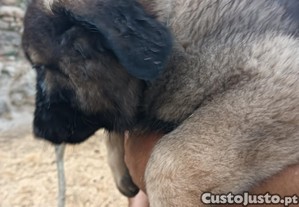 Cachorra serra da estrela
