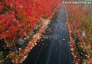 imagem_16