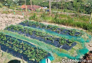imagem_33