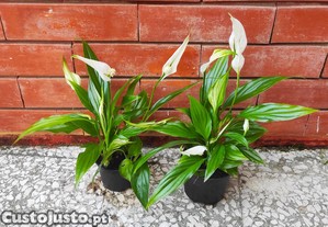 Lírio da Paz - planta em vaso, vários tamanhos