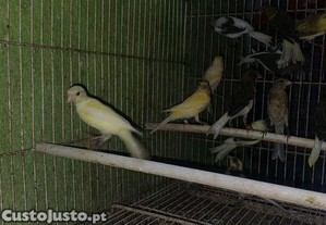 imagem_3