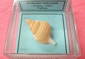 Búzio-Distorsio reticulata 5x5cm