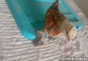 imagem_1