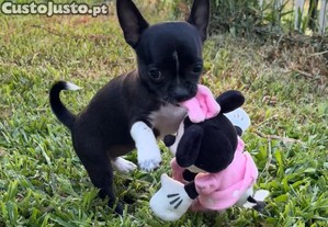 imagem_2