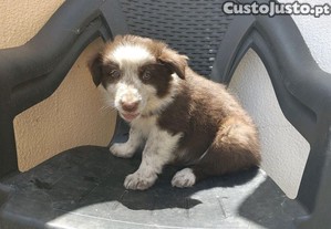 Border collie puros