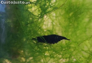 Java para aqu�rio habitat magn�fico para peixes e camar�es e crust�ceos