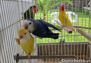 imagem_2