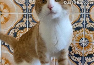 Leo, gato juvenil CASTRADO disponvel para adoo responsvel