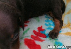 imagem_8