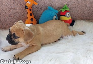 Bulldog francs menino
