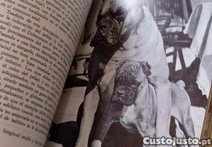 imagem_7