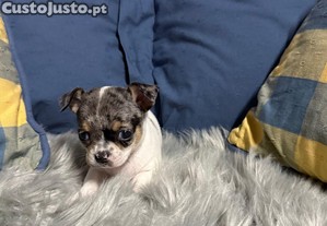 Menino Chihuahua merle tri color