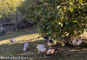 Pers nascidos em Abril