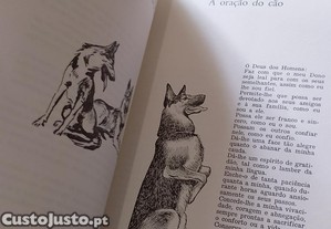 imagem_9