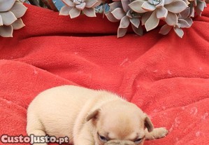 Bulldog Francs Lilac Fawn