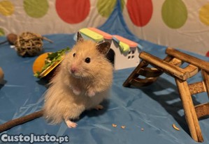 hamster sírio pelo longo