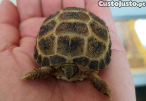 Tartarugas russas