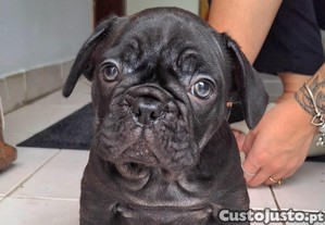 Bulldog Frances Macho