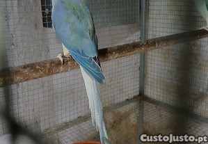 Ring neck violeta turquesa cc