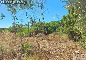 imagem_25