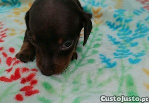 imagem_2