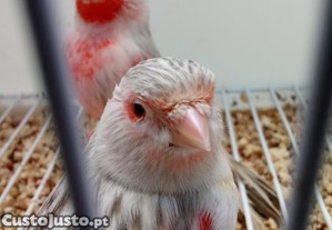 Canrios topzio vermelho