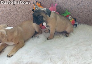 Bulldogue francs